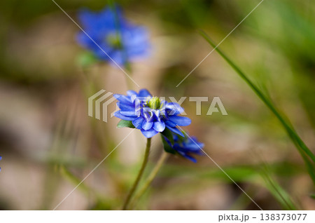 雪割草 青 千重咲き 雪割草 青 千重咲き 138373077