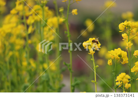 満開の菜の花 春のイメージ 満開の菜の花 春のイメージ 138373141