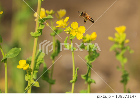満開の菜の花　春のイメージ 138373147