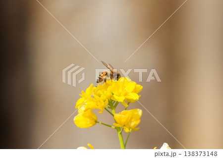 満開の菜の花 春のイメージ 満開の菜の花 春のイメージ 138373148