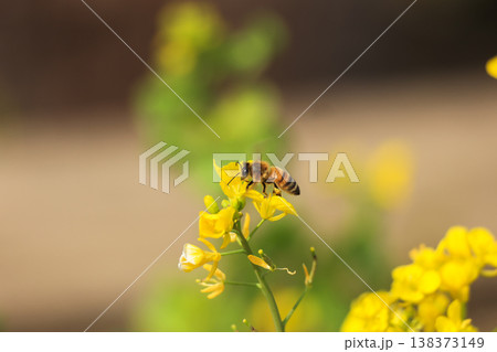 満開の菜の花 春のイメージ 満開の菜の花 春のイメージ 138373149