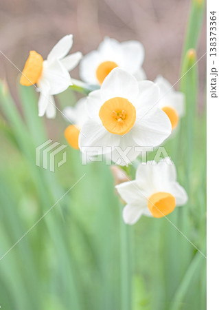 家の周りの草花 四季の色々 庭の片隅に春の訪れを告げる日本スイセンの可憐な花が咲きました 家の周りの草花 四季の色々 庭の片隅に春の訪れを告げる日本スイセンの可憐な花が咲きました 138373364