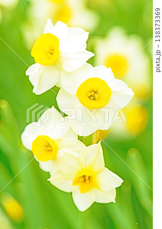 家の周りの草花 四季の色々 庭の片隅に春の訪れを告げる日本スイセンの可憐な花が咲きました 家の周りの草花 四季の色々 庭の片隅に春の訪れを告げる日本スイセンの可憐な花が咲きました 138373369