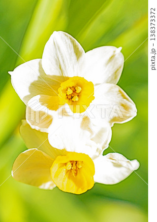 家の周りの草花 四季の色々 庭の片隅に春の訪れを告げる日本スイセンの可憐な花が咲きました 家の周りの草花 四季の色々 庭の片隅に春の訪れを告げる日本スイセンの可憐な花が咲きました 138373372