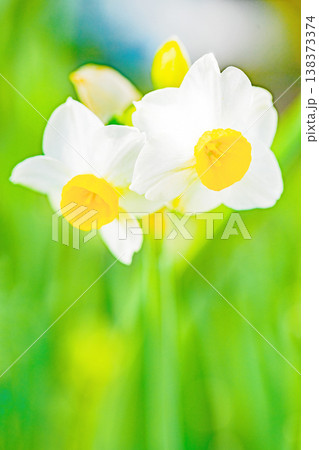 家の周りの草花　四季の色々　庭の片隅に春の訪れを告げる日本スイセンの可憐な花が咲きました　 138373374