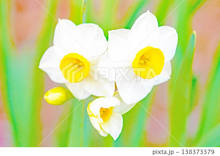 家の周りの草花　四季の色々　庭の片隅に春の訪れを告げる日本スイセンの可憐な花が咲きました　 138373379