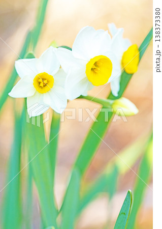 家の周りの草花 四季の色々 庭の片隅に春の訪れを告げる日本スイセンの可憐な花が咲きました 家の周りの草花 四季の色々 庭の片隅に春の訪れを告げる日本スイセンの可憐な花が咲きました 138373380