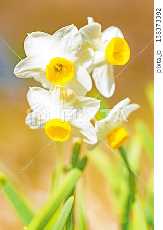 家の周りの草花 四季の色々 庭の片隅に春の訪れを告げる日本スイセンの可憐な花が咲きました 家の周りの草花 四季の色々 庭の片隅に春の訪れを告げる日本スイセンの可憐な花が咲きました 138373392