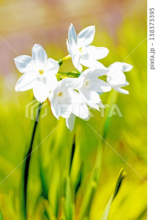 家の周りの草花 四季の色々 庭の片隅に春の訪れを告げる日本スイセンの可憐な花が咲きました 家の周りの草花 四季の色々 庭の片隅に春の訪れを告げる日本スイセンの可憐な花が咲きました 138373395