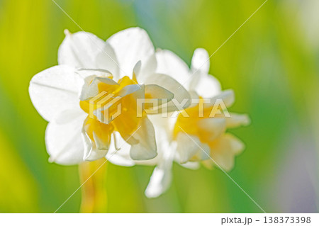 家の周りの草花 四季の色々 庭の片隅に春の訪れを告げる日本スイセンの可憐な花が咲きました 家の周りの草花 四季の色々 庭の片隅に春の訪れを告げる日本スイセンの可憐な花が咲きました 138373398