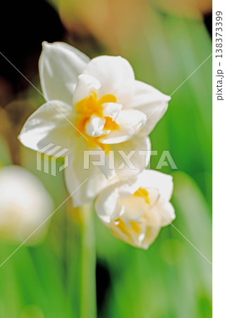 家の周りの草花 四季の色々 庭の片隅に春の訪れを告げる日本スイセンの可憐な花が咲きました 家の周りの草花 四季の色々 庭の片隅に春の訪れを告げる日本スイセンの可憐な花が咲きました 138373399