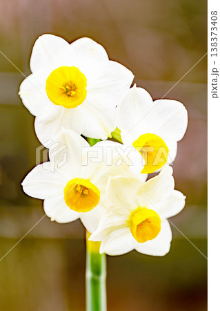 家の周りの草花 四季の色々 庭の片隅に春の訪れを告げる日本スイセンの可憐な花が咲きました 家の周りの草花 四季の色々 庭の片隅に春の訪れを告げる日本スイセンの可憐な花が咲きました 138373408