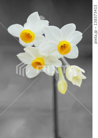 家の周りの草花 四季の色々 庭の片隅に春の訪れを告げる日本スイセンの可憐な花が咲きました 家の周りの草花 四季の色々 庭の片隅に春の訪れを告げる日本スイセンの可憐な花が咲きました 138373415
