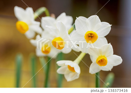 家の周りの草花 四季の色々 庭の片隅に春の訪れを告げる日本スイセンの可憐な花が咲きました 家の周りの草花 四季の色々 庭の片隅に春の訪れを告げる日本スイセンの可憐な花が咲きました 138373416