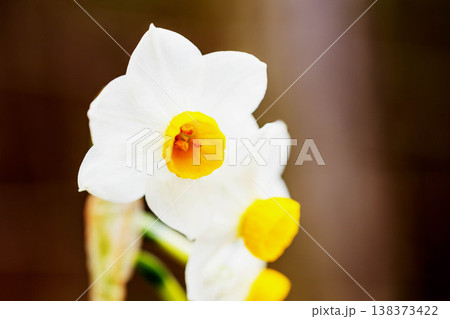 家の周りの草花　四季の色々　庭の片隅に春の訪れを告げる日本スイセンの可憐な花が咲きました　 138373422