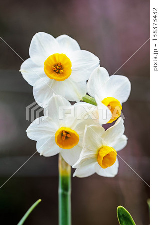 家の周りの草花 四季の色々 庭の片隅に春の訪れを告げる日本スイセンの可憐な花が咲きました 家の周りの草花 四季の色々 庭の片隅に春の訪れを告げる日本スイセンの可憐な花が咲きました 138373432