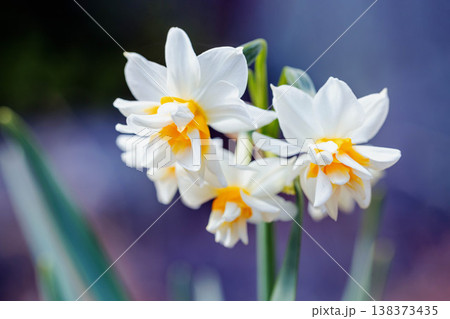 家の周りの草花 四季の色々 庭の片隅に春の訪れを告げる日本スイセンの可憐な花が咲きました 家の周りの草花 四季の色々 庭の片隅に春の訪れを告げる日本スイセンの可憐な花が咲きました 138373435