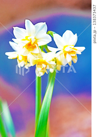 家の周りの草花 四季の色々 庭の片隅に春の訪れを告げる日本スイセンの可憐な花が咲きました 家の周りの草花 四季の色々 庭の片隅に春の訪れを告げる日本スイセンの可憐な花が咲きました 138373437