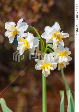 家の周りの草花 四季の色々 庭の片隅に春の訪れを告げる日本スイセンの可憐な花が咲きました 家の周りの草花 四季の色々 庭の片隅に春の訪れを告げる日本スイセンの可憐な花が咲きました 138373442