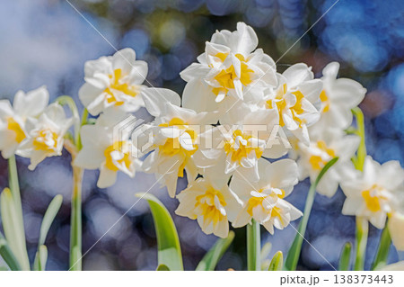 家の周りの草花 四季の色々 庭の片隅に春の訪れを告げる日本スイセンの可憐な花が咲きました 家の周りの草花 四季の色々 庭の片隅に春の訪れを告げる日本スイセンの可憐な花が咲きました 138373443