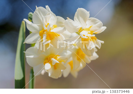 家の周りの草花 四季の色々 庭の片隅に春の訪れを告げる日本スイセンの可憐な花が咲きました 家の周りの草花 四季の色々 庭の片隅に春の訪れを告げる日本スイセンの可憐な花が咲きました 138373446