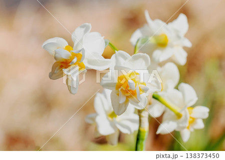 家の周りの草花 四季の色々 庭の片隅に春の訪れを告げる日本スイセンの可憐な花が咲きました 家の周りの草花 四季の色々 庭の片隅に春の訪れを告げる日本スイセンの可憐な花が咲きました 138373450