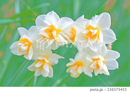 家の周りの草花 四季の色々 庭の片隅に春の訪れを告げる日本スイセンの可憐な花が咲きました 家の周りの草花 四季の色々 庭の片隅に春の訪れを告げる日本スイセンの可憐な花が咲きました 138373455