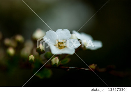 雪柳 (ゆきやなぎ) 138373504