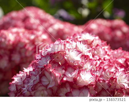 光が奏でる桃色の輪郭。初夏を彩る紫陽花 138373521
