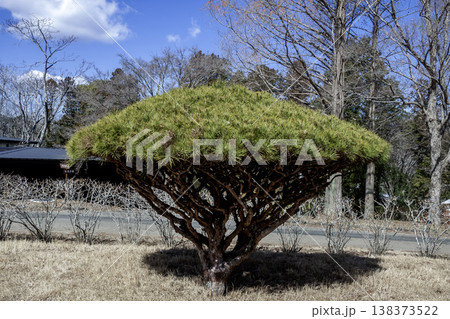 傘型のフォルムが珍妙で面白いタギョウショウ【多行松】 傘型のフォルムが珍妙で面白いタギョウショウ【多行松】 138373522