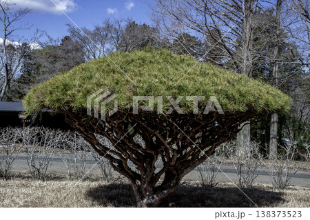 傘型のフォルムが珍妙で面白いタギョウショウ【多行松】 138373523