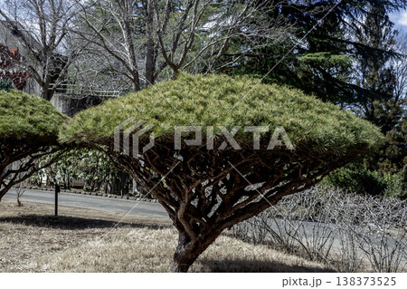 傘型のフォルムが珍妙で面白いタギョウショウ【多行松】 138373525