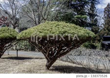 傘型のフォルムが珍妙で面白いタギョウショウ【多行松】 138373526