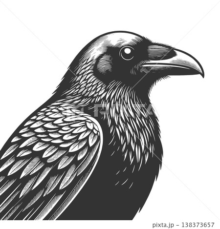 Raven engraving sketch vector illustration 138373657