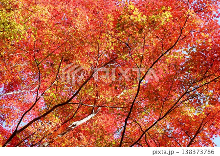 鮮やか 紅葉 輝 金色もみじ 鮮やか 紅葉 輝 金色もみじ 138373786
