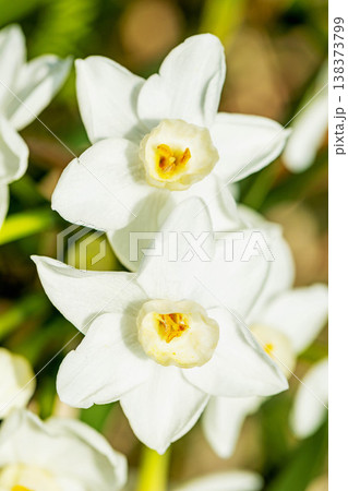 家の周りの草花 四季の色々 庭の片隅に春の訪れを告げる日本スイセンの可憐な花が咲きました 家の周りの草花 四季の色々 庭の片隅に春の訪れを告げる日本スイセンの可憐な花が咲きました 138373799