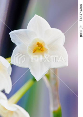 家の周りの草花 四季の色々 庭の片隅に春の訪れを告げる日本スイセンの可憐な花が咲きました 家の周りの草花 四季の色々 庭の片隅に春の訪れを告げる日本スイセンの可憐な花が咲きました 138373800