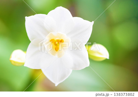 家の周りの草花 四季の色々 庭の片隅に春の訪れを告げる日本スイセンの可憐な花が咲きました 家の周りの草花 四季の色々 庭の片隅に春の訪れを告げる日本スイセンの可憐な花が咲きました 138373802