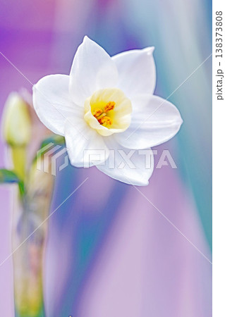 家の周りの草花　四季の色々　庭の片隅に春の訪れを告げる日本スイセンの可憐な花が咲きました　 138373808