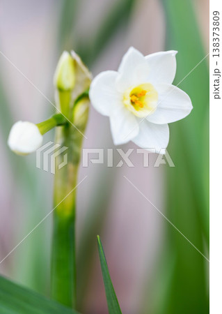 家の周りの草花 四季の色々 庭の片隅に春の訪れを告げる日本スイセンの可憐な花が咲きました 家の周りの草花 四季の色々 庭の片隅に春の訪れを告げる日本スイセンの可憐な花が咲きました 138373809