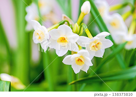 家の周りの草花　四季の色々　庭の片隅に春の訪れを告げる日本スイセンの可憐な花が咲きました　 138373810
