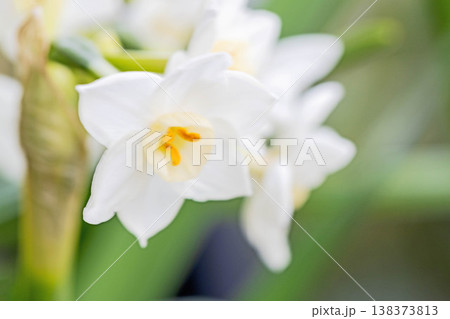 家の周りの草花 四季の色々 庭の片隅に春の訪れを告げる日本スイセンの可憐な花が咲きました 家の周りの草花 四季の色々 庭の片隅に春の訪れを告げる日本スイセンの可憐な花が咲きました 138373813