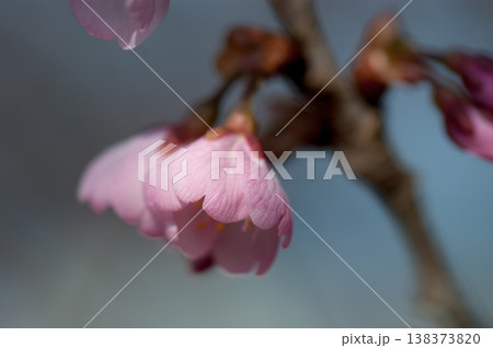 桜 河津桜 (かわづざくら) 化粧咲き前 桜 河津桜 (かわづざくら) 化粧咲き前 138373820