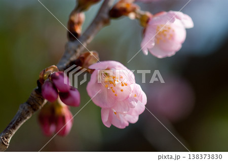 桜 河津桜 (かわづざくら) 化粧咲き前 138373830