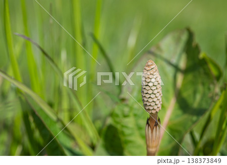 春の野原に生える草 ツクシ 春の野原に生える草 ツクシ 138373849