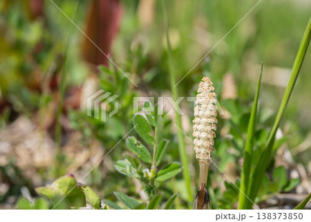 春の野原に生える草 ツクシ 春の野原に生える草 ツクシ 138373850