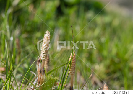 春の野原に生える草 ツクシ 春の野原に生える草 ツクシ 138373851
