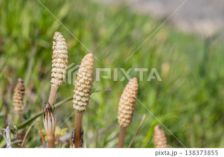 春の野原に生える草 ツクシ 春の野原に生える草 ツクシ 138373855