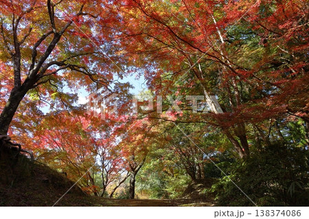 鮮やか 色づく 峠のもみじ 鮮やか 色づく 峠のもみじ 138374086