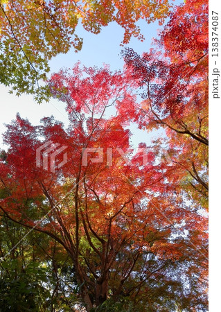 鮮やか 紅葉 峠のもみじ 鮮やか 紅葉 峠のもみじ 138374087